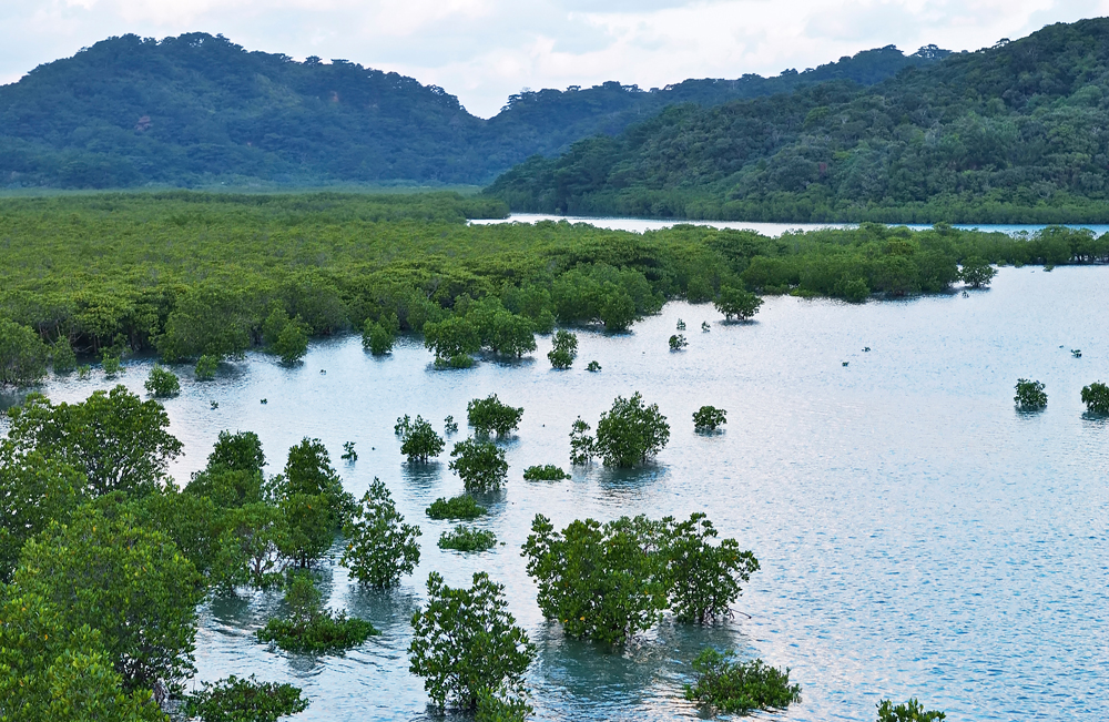 mangrove0006
