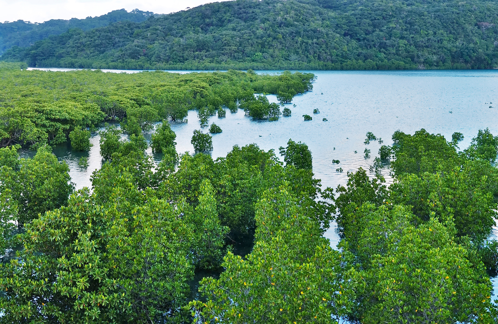 mangrove0017