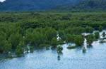 mangrove0003