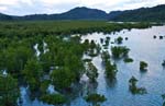 mangrove0004