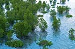 mangrove0005