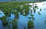 mangrove0007