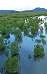mangrove0009