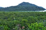 mangrove0011