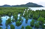 mangrove0012