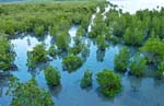 mangrove0013