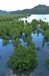 mangrove0015