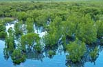 mangrove0016